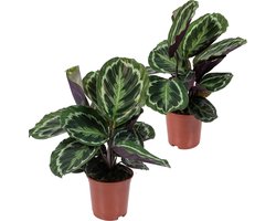 Bloomique - Set van 2 - Calathea Medaillon - Pauwenplant - Kamerplanten - Luchtzuiverend - Diervriendelijk - Hoogte 40-50 cm - Pot 14 cm