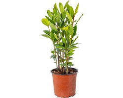 Bloomique - Laurus Nobilis - Echte Laurier - Laurier Plant - Tuinplanten - Winterhard - 40-50 cm Hoog - Pot 15 cm