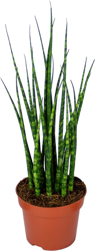 Bloomique - Sansevieria Fernwood Mikado - Vrouwentong - Kamerplanten - Luchtzuiverend - Zeer Gemakkelijk te Verzorgen - Hoogte 20-30 cm - Pot 12 cm