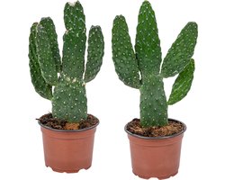 Bloomique - Set van 2 - Opuntia Rubescens - Vijgencactus - Vijgencactus - Kamerplanten - Hoogte 20-30 cm - Pot 12 cm