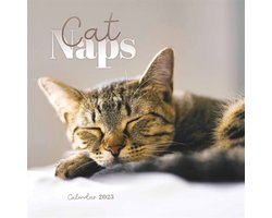Cat Naps Mini Kalender 2025