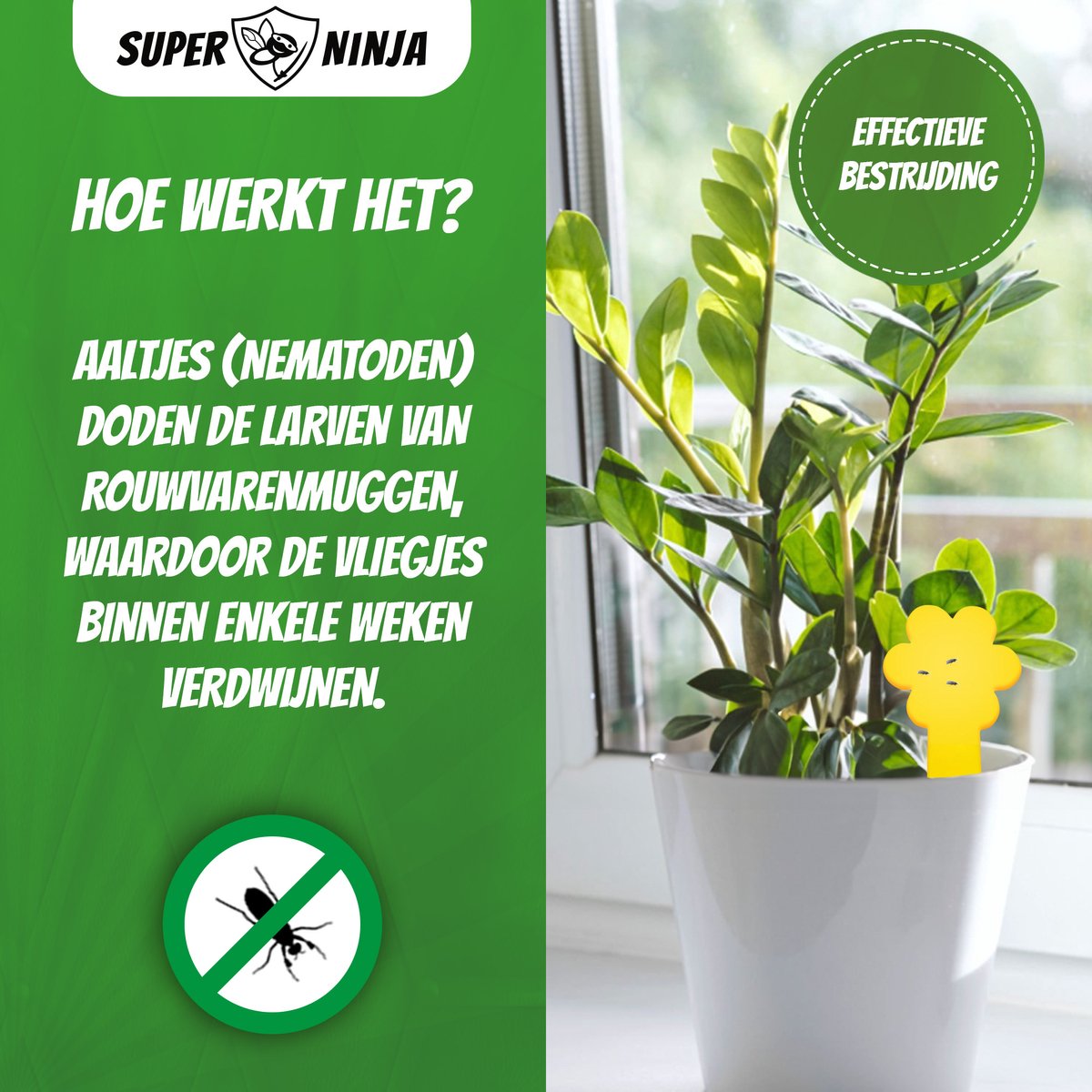 Biologische aaltjes Steinernema feltiae 5 miljoen + 10 gele vallen tegen rouwvliegjes kamerplanten - Afbeelding 5