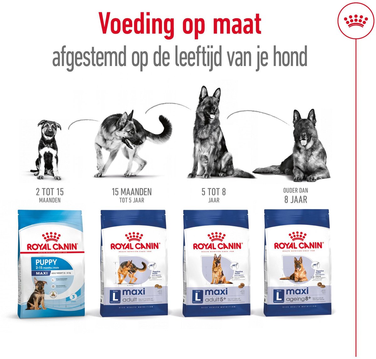 Royal Canin Maxi Adult - Voeding grote honden thumbnail 4
