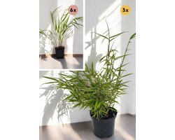 Bamboeachtige Plant & Gras Box | 3x Fargesia Robusta Campbell (2.5L, 60+ cm | Bossige en opgaand groei | Groene halmen | Winterhard | Wintergroen) & 6x Hakonechloa Aureola (25+ cm / P9 | Siergras | Japans Berggras | Goudgeel blad | Groene strepen)