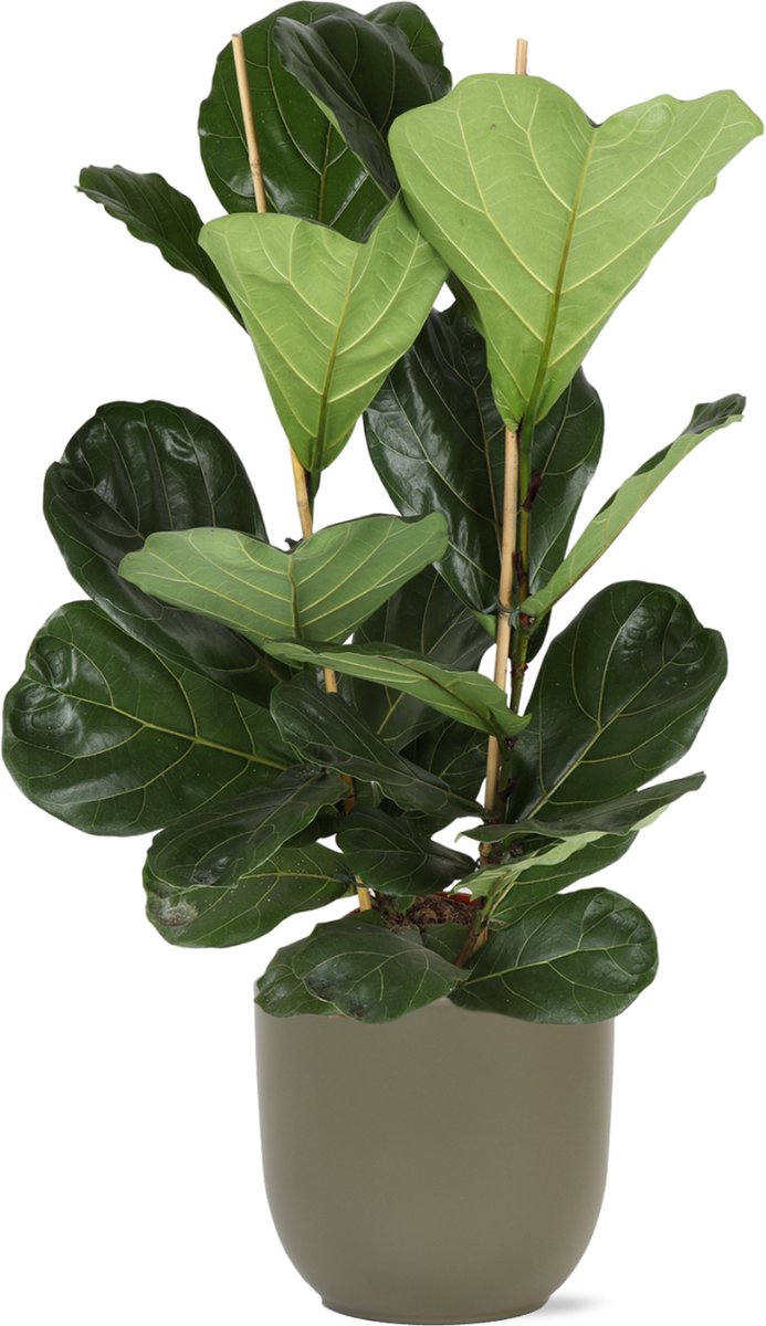 Green Harmony | Ficus Lyrata - Ø24cm - 120cm in Boule OLIJF pot