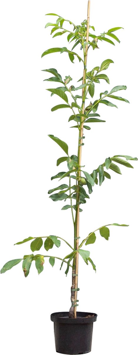 Bomenbezorgd.nl Walnotenboom Buccaneer' Juglans regia Buccaneer 175 200 cm totaalhoogte (1 3 cm stamomtrek)