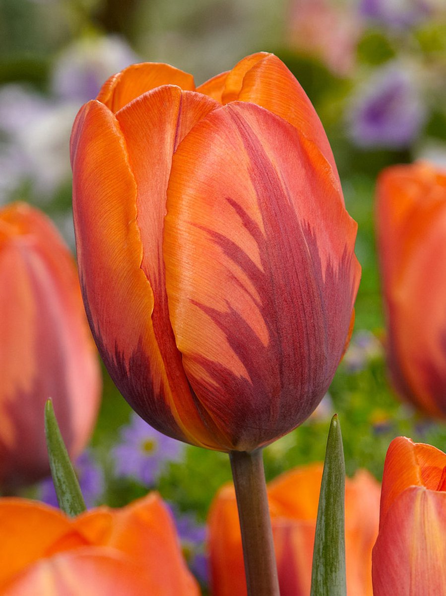 15x Tulpen 'Prinses irene' - BULBi® Bloembollen met bloeigarantie