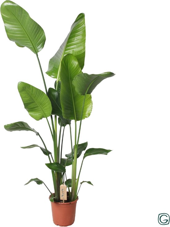 Strelitzia nicolai xl - online kopen? | Korting tot 34 Strelitzia nicolai xl - online kopen? | Korting tot 34