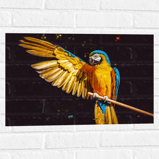 WallClassics - Muursticker - Ara Papegaai met Geel Gouden Vleugels - 60x40 cm Foto op Muursticker