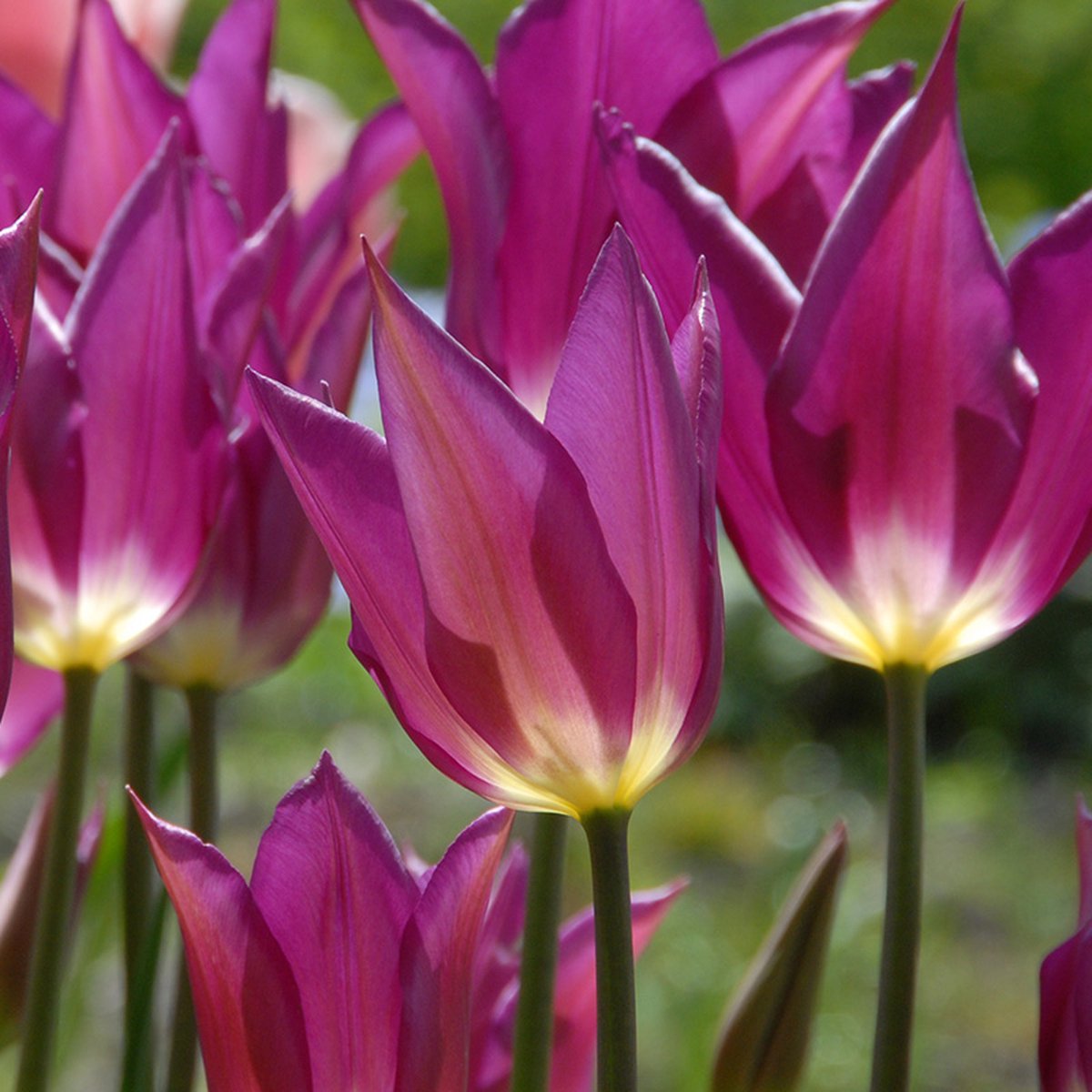 Tulp Yume no Murasaki | 10 stuks | Leliebloemig | Paars