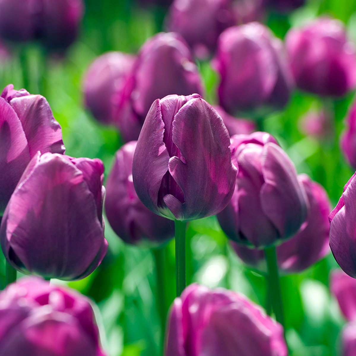 Tulp Negrita | 10 stuks | Paars | Tulpenbollen | Snijbloem