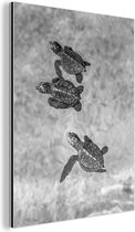 Wanddecoratie Metaal - Aluminium Schilderij Industrieel - Schildpadden zwart-wit foto - 60x80 cm - Dibond - Foto op aluminium - Industriële muurdecoratie - Voor de woonkamer/slaapkamer