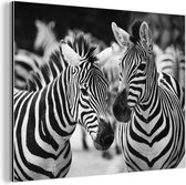 Zebra noir blanc aluminium 120x80 cm - Tirage photo sur aluminium (décoration murale métal)