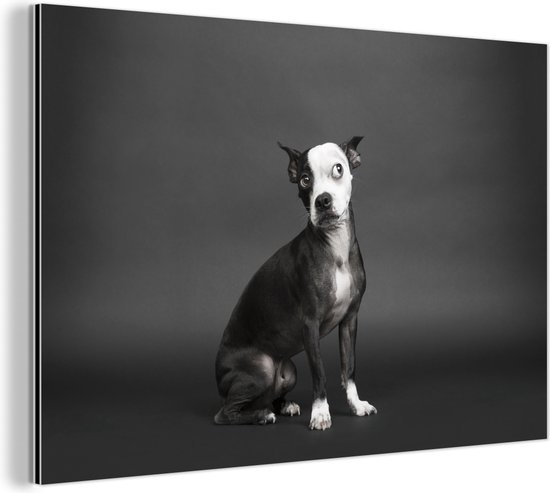 Wanddecoratie Metaal - Aluminium Schilderij Industrieel - Hond - Vlek - Portret - 60x40 cm - Dibond - Foto op aluminium - Industriële muurdecoratie - Voor de woonkamer/slaapkamer