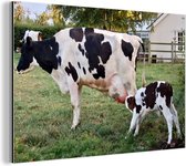 Une vache frisonne noir et blanc avec un jeune veau buvant aux mamelles Aluminium 60x40 cm - Tirage photo sur aluminium (décoration murale en métal)