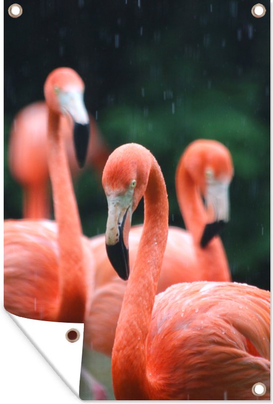 Tuindecoratie Vier flamingo's gefotografeerd in de regen - 40x60 cm - Tuinposter - Tuindoek - Buitenposter