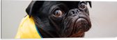 WallClassics - Dibond - Zwarte Hond met Gele Jas - 120x40 cm Foto op Aluminium (Met Ophangsysteem)