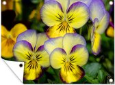 Tuin decoratie Geel paarse viooltjes - 40x30 cm - Tuindoek - Buitenposter
