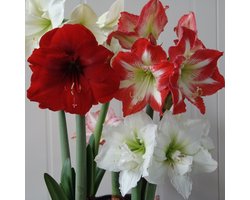 Amaryllis Verrassingsmix | 3 stuks | Bolmaat 30/32 | Ridderster