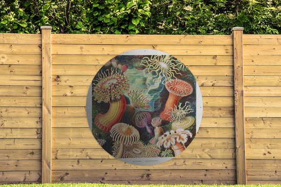 Garden Circle Ernst Haeckel - Anémone - Rétro - Nature - Plantes - Mer - 150x150 cm - Affiche Ronde de Jardin - Extérieur