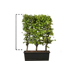 3 stuks | Groene beuk Kant-en-klaar Hagen 50-cm Kant-en-klaar Hagen | Standplaats: Halfschaduw/Volle zon | Latijnse naam: Fagus sylvatica