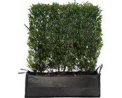 10 stuks | Japanse hulst 'Green Hedge' Kant-en-klaar Hagen 120-140 cm - Bloeiende plant - Compacte groei - Geschikt als hoge en lage haag - Kleinbladig - Wintergroen