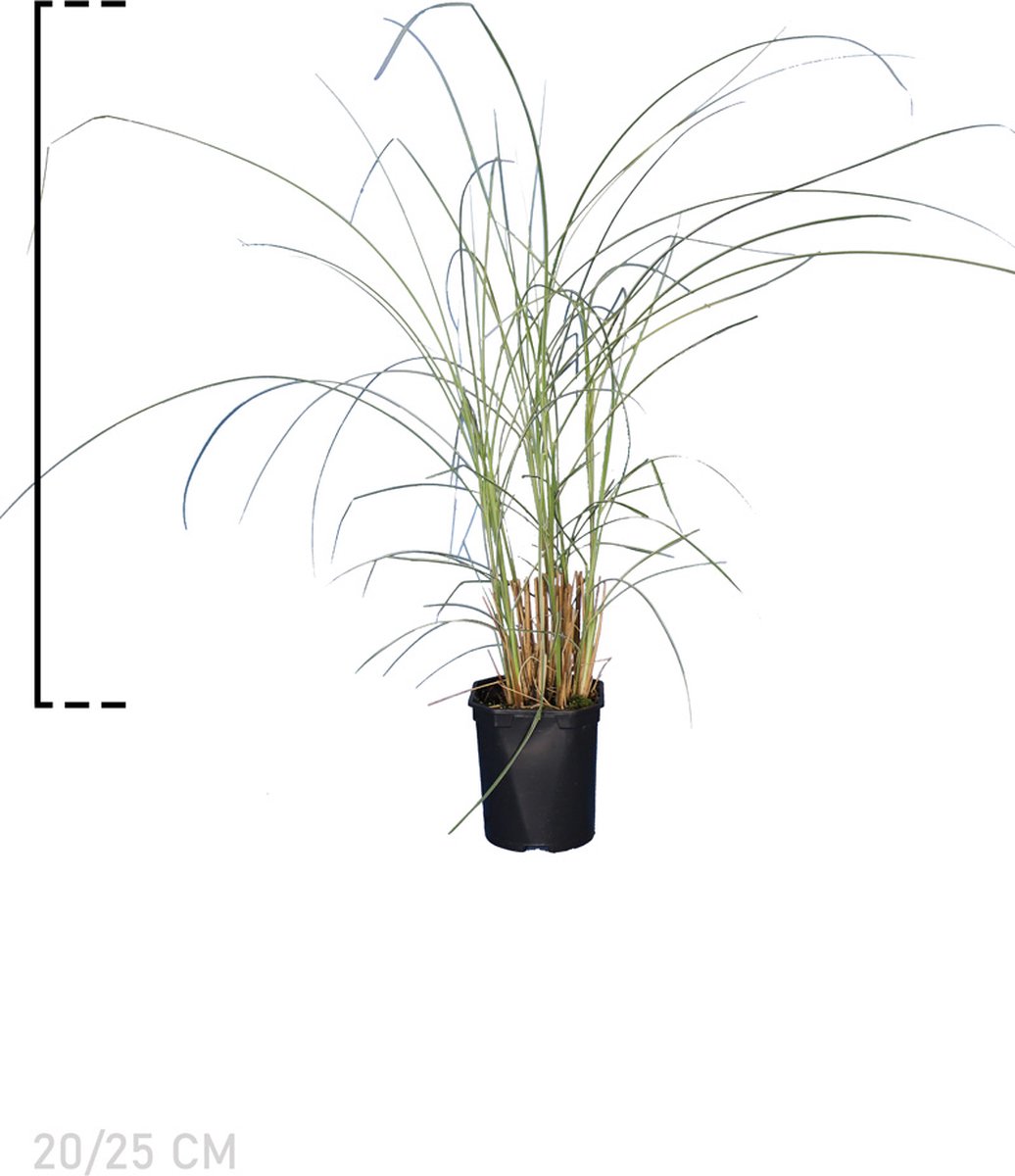 Plants Online - Tuinplanten - Siergrassen - Prachtriet ‘Morning Light’ - Pot 20-25 cm - set van 10 - Groeit opgaand - Weinig onderhoud - Zeer winterhard