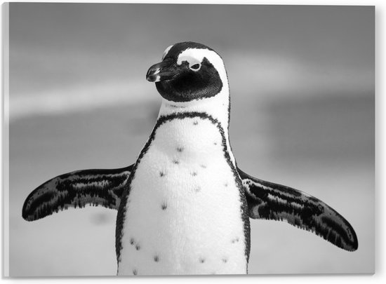 WallClassics - Acrylglas - Vrolijke Pinguïn Zwart / Wit - 40x30 cm Foto op Acrylglas (Met Ophangsysteem)