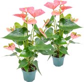 Bol.com 2x Anthurium 'Aristo' Roze – Flamingoplant - Kamerplant - Onderhoudsvriendelijk - ⌀12 cm - 30-40 cm aanbieding