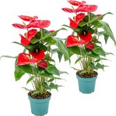 2x Anthurium 'Aristo' Rood– Flamingoplant - Kamerplant - Onderhoudsvriendelijk - ⌀12 cm - 30-40 cm