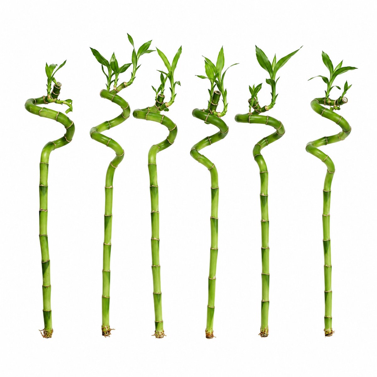 vdvelde.com - Lucky Bamboo Set van 6 - Dracaena Sanderiana Geluksbamboe - 40-45cm - Feng Shui Kamerplant voor Thuis en Kantoor