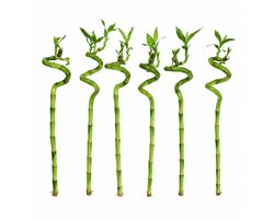 vdvelde.com - Lucky Bamboo Set van 6 - Dracaena Sanderiana Geluksbamboe - 40-45cm - Feng Shui Kamerplant voor Thuis en Kantoor