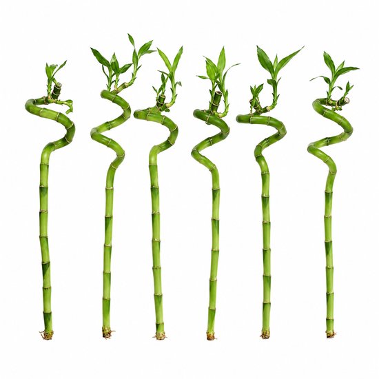 vdvelde.com - Lucky Bamboo Set van 6 - Dracaena Sanderiana Geluksbamboe - 40-45cm - Feng Shui Kamerplant voor Thuis en Kantoor