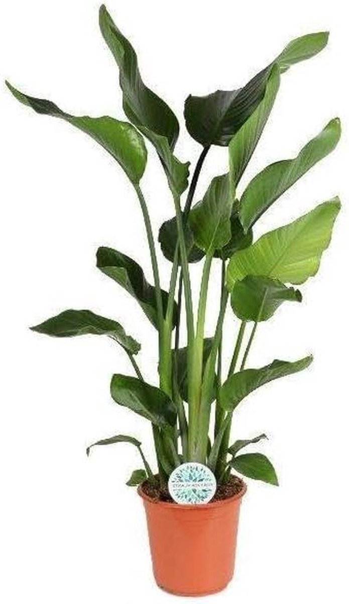 Kamerplant - Tropische plant - Decoratie Binnen - Exotische bloemen - 120 cm - Groen