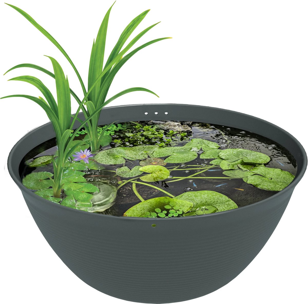 SuperFish Medaka bowl 600 | Japanse mini vijverkom 36 liter | Ã˜60 x H25 cm | voor Medaka en waterplanten
