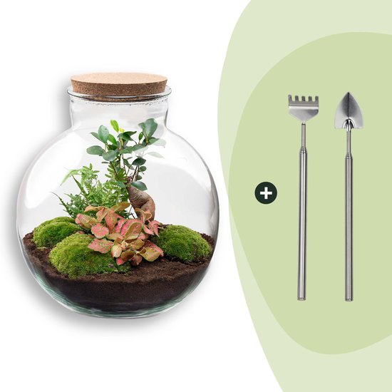 Terrarium - Bolder Bob bonsai - ↑ 30 cm - Ecosysteem plant - Kamerplanten - DIY planten terrarium - Mini ecosysteem
