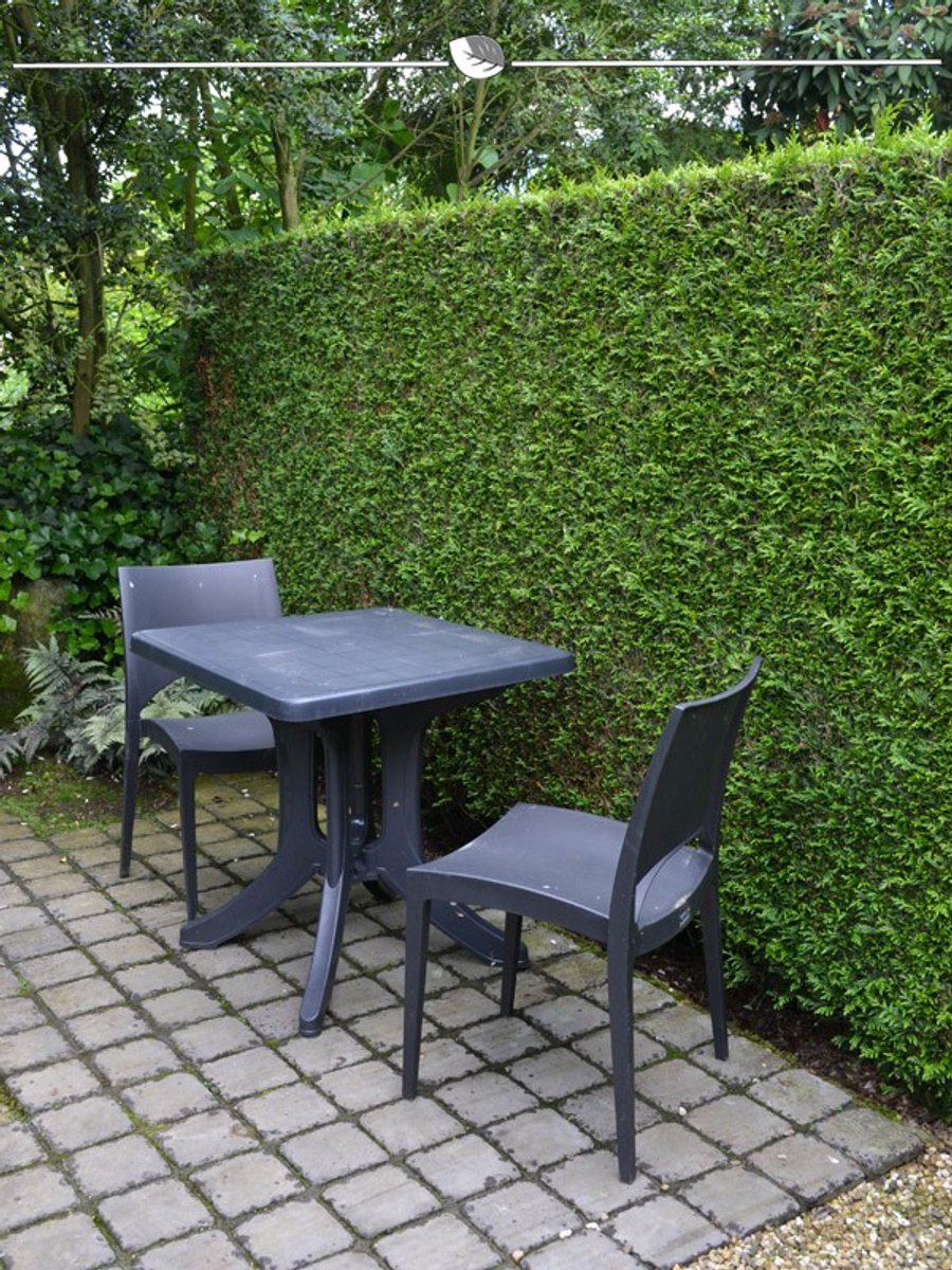 Levensboom Thuja plicata Martin 160-180 cm, 4x Haagplant