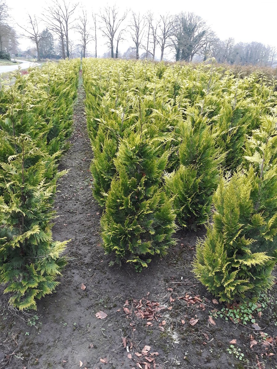 Gele Californische Cypres Chamaecyparis Ivonne 160-180 cm, 12x Haagplant