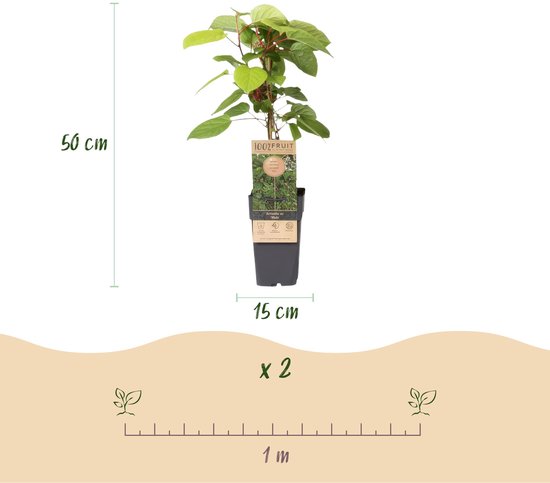 Actinidia arguta Weiki mannelijke plant, 50cm hoog, in pot van 15cm.
