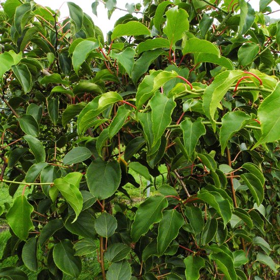 Vrouwelijke Actinidia arguta Weiki plant met groene bladeren en rode stelen.