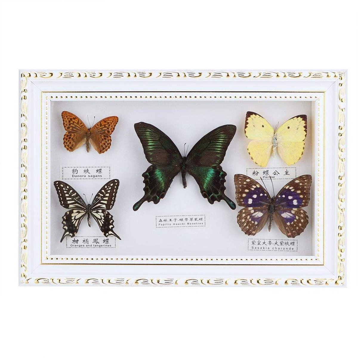 Dailygoods - Kleine fotolijst - 3D fotolijst - Echte vlinders - 19,5 x 29,5 cm - Insectenproef - Uniek cadeau - Voor vrienden en collega's