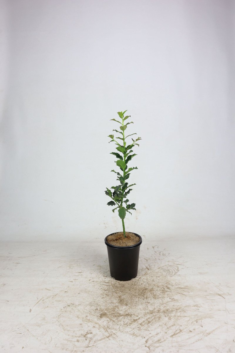 Gewone hulst 40-60 cm (in pot) - Ilex aquifolium - Ø19 cm - rode bessen voor vogels - - onderhoudsarm