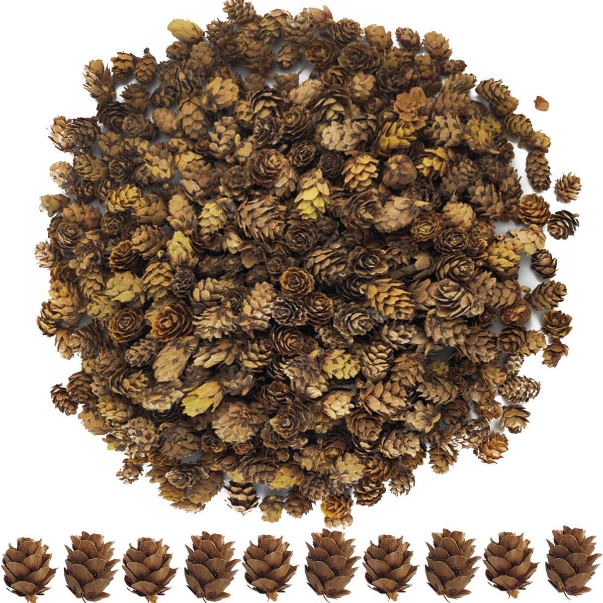 Mini Dennenappels - Natuurlijke Kegels - Knutselen en Decoratie - Onbehandeld Natuurlijk Hout - 320 stuks - Bruin