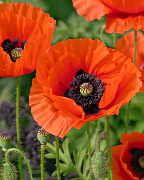 Oosterse Klaproos Zaden Papaver Orientale Meerjarig Gemengd