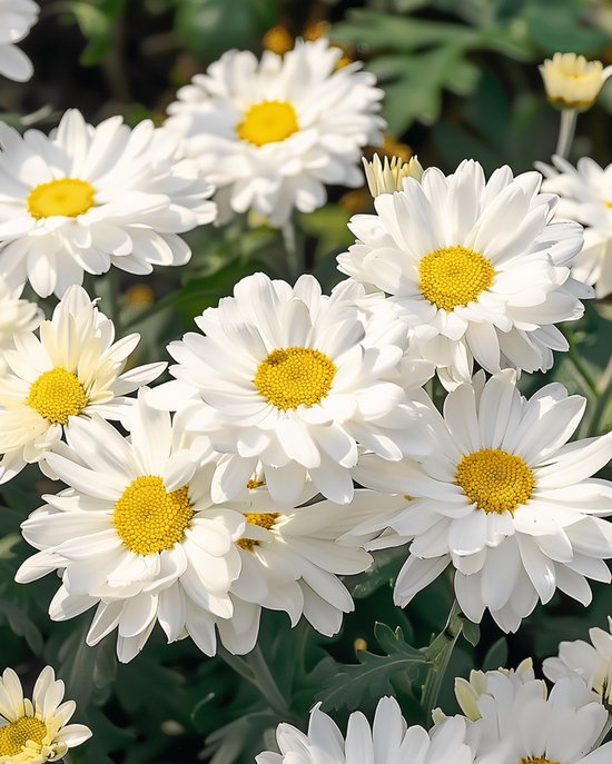 Lage Margriet Zaden Silver Princess Chrysanthemum Maximum Meerjarig