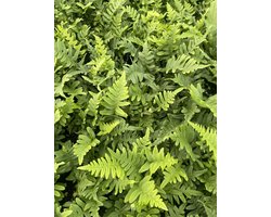 6x Gewone Eikvaren - Polypodium vulgare | 9x9 cm pot