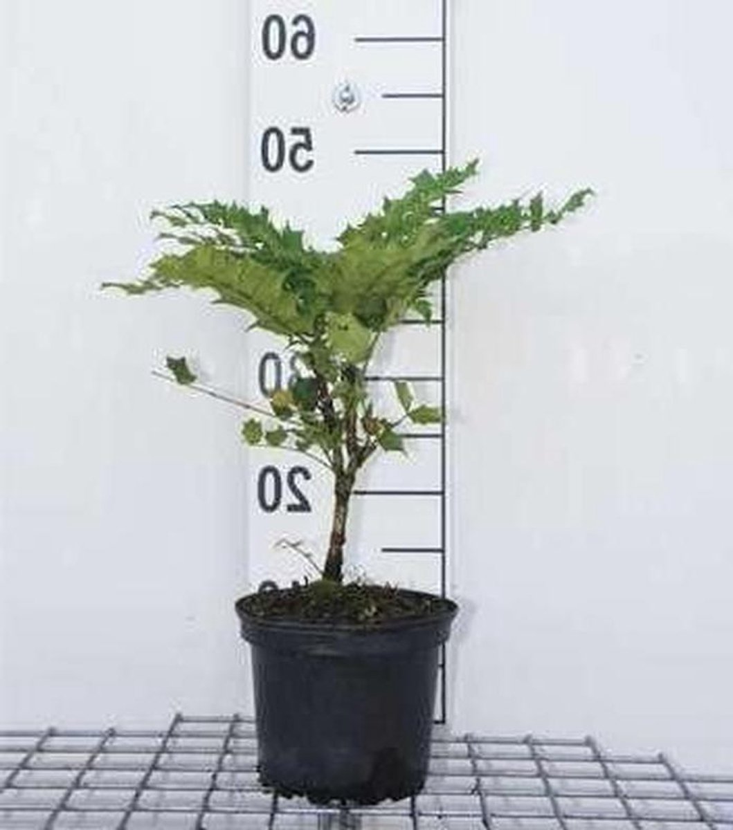 Mahoniestruik - Hulstberberis - Tuinieren - Wintergroene struik - 60 cm - Geel