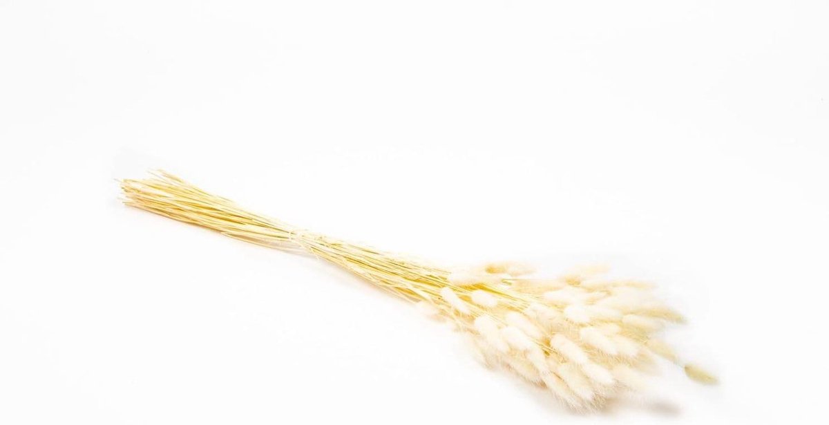 Gedroogd Lagurusgras - Konijnenstaartjes Boeket - Decoratie Huis - Natuurlijk Met Pluimen - 75 cm Hoog - Wit