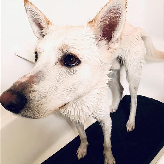 Honden Badmat - Huisdier Douchemat - Stressvrij Baden - Antislip Oppervlak - 100x40cm — afbeelding 4