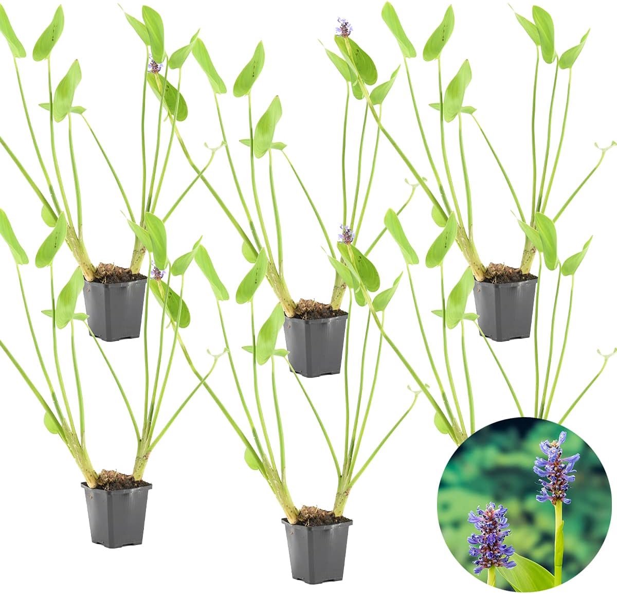 Vijverplanten set - Waterplanten Moerashyacint - Natuurlijke vijver - Winterhard en wintergroen - 10-20 cm hoog - Paars